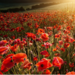 Remembrance-Day-Spotlight_640x525_acf_cropped