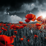 Remembrance-Day-spotlight-website-2021_640x525_acf_cropped